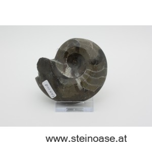 Ammonite  poliert